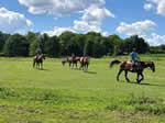 Carver, MN horse/hobby farm for sale - sold